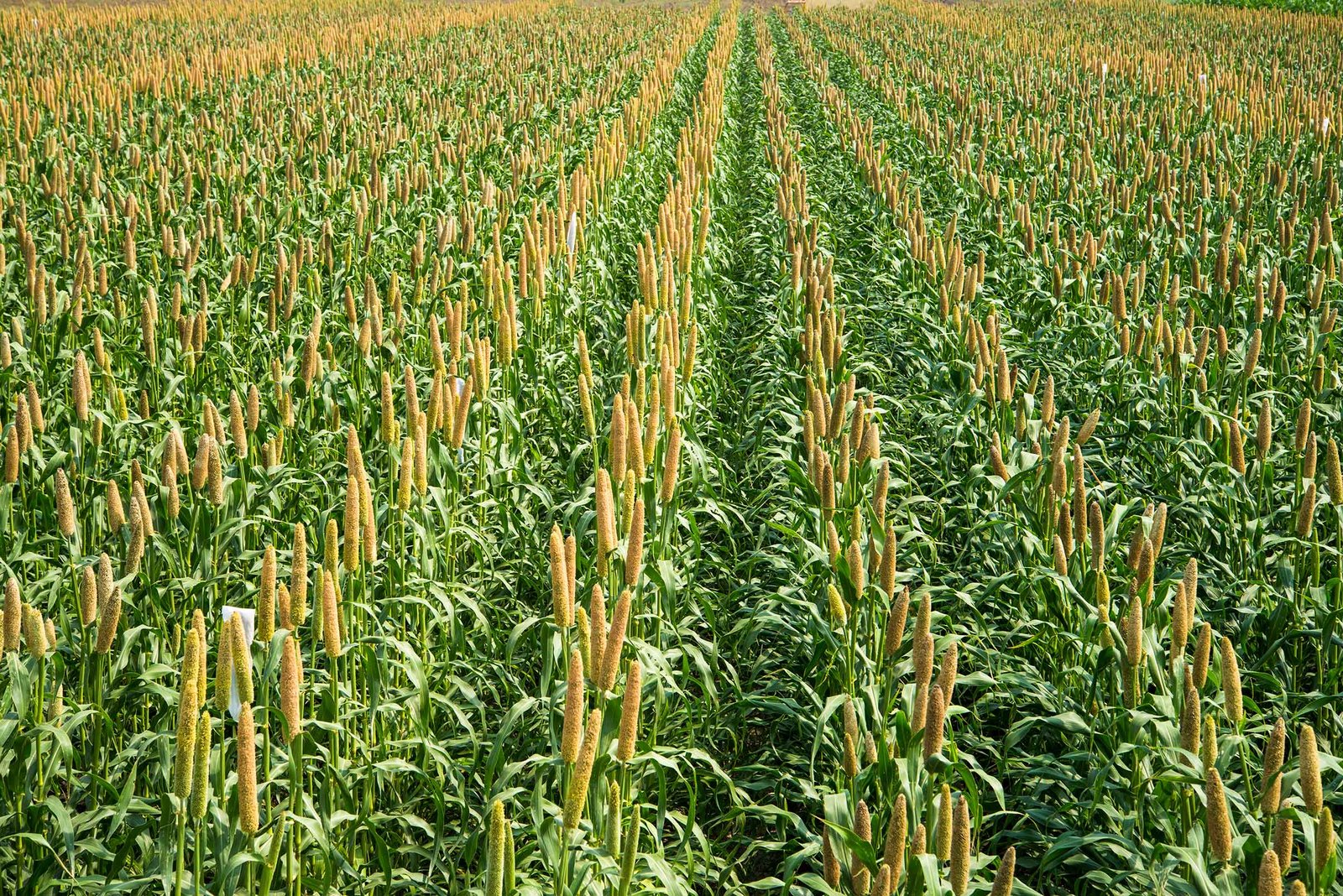 pearlmillet-crop-image-1